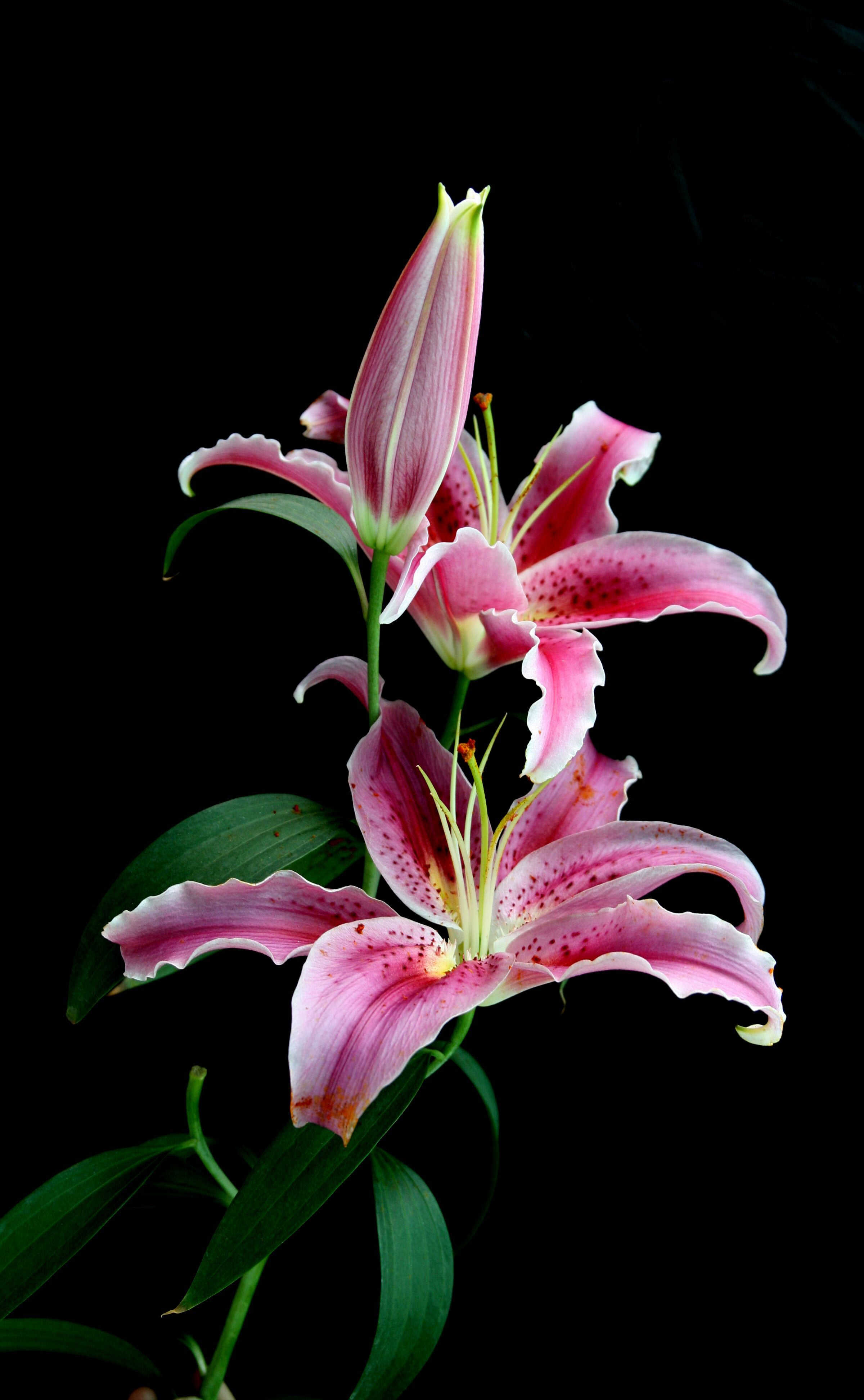 百合 古希腊神话中,此花是希腊女神希拉的象征